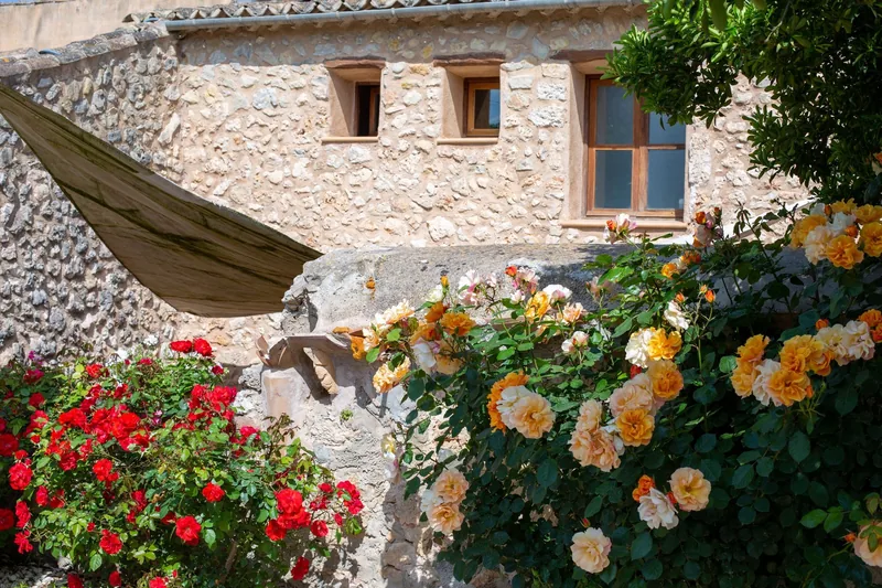 Muro de piedra con rosas en flor