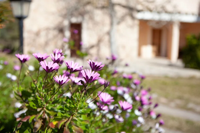 Flowers in the garden of S'Hort de Sa Begura